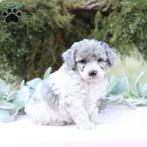 Jewel, Bich-Poo Puppy